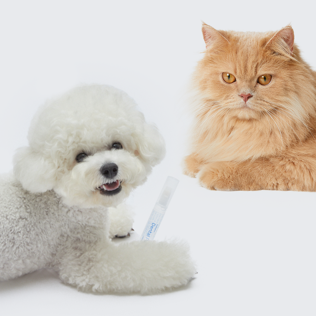 buddy｜酵素潔牙凝膠牙刷筆