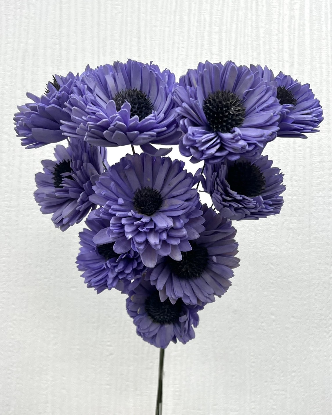 印度索拉百日菊 -163817