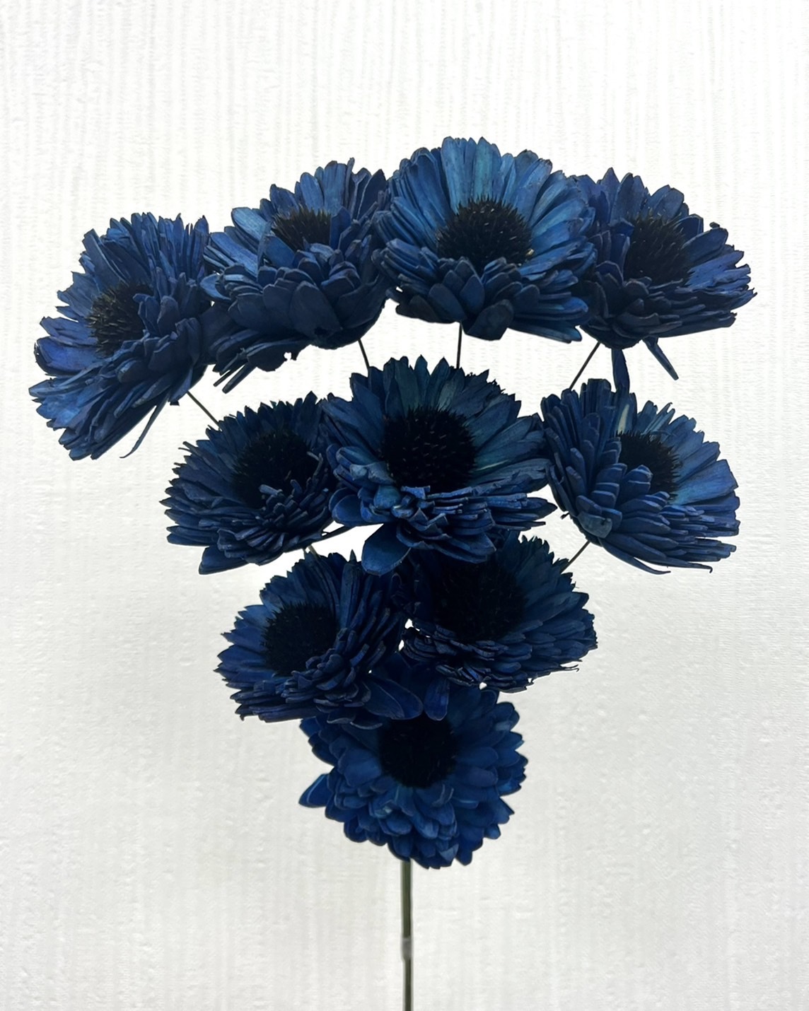 印度索拉百日菊 -194052