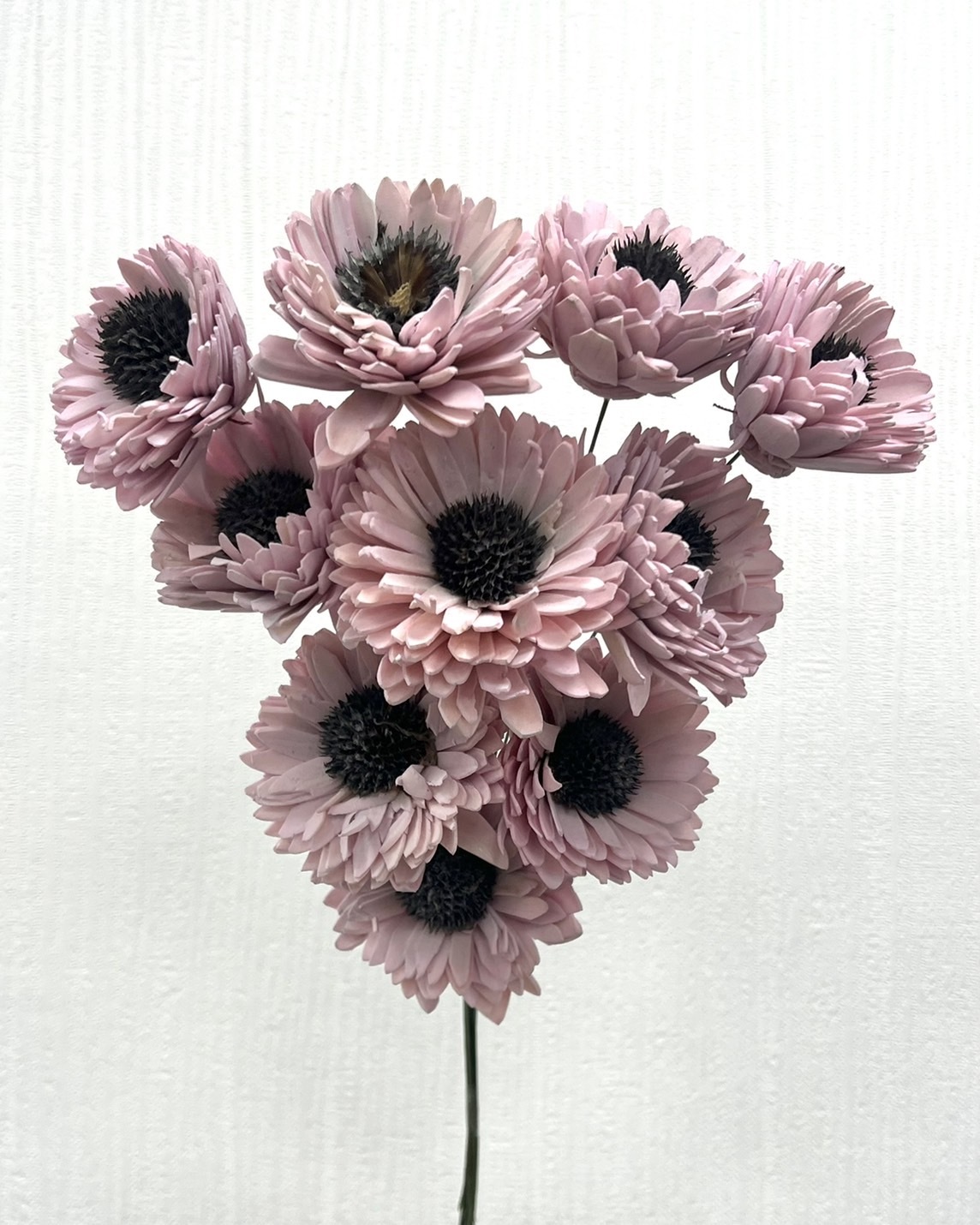 印度索拉百日菊 -2050