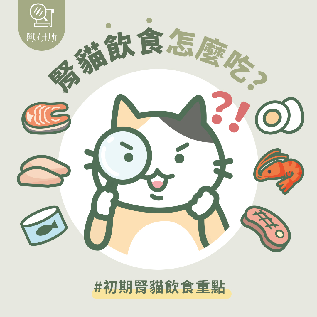 ckd-cat-food-selection