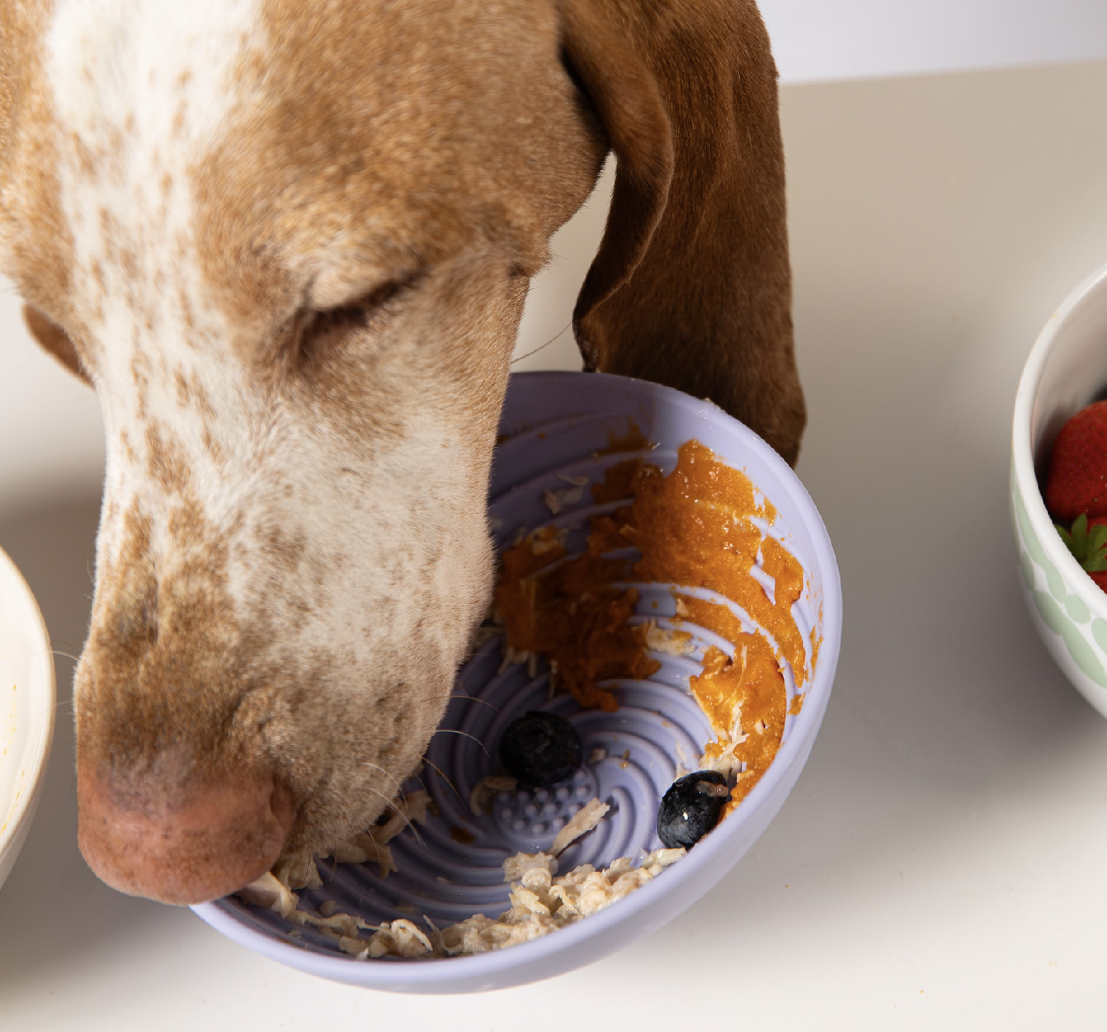 食品級矽膠寵物舔食碗，幼犬和貓咪也能安心使用