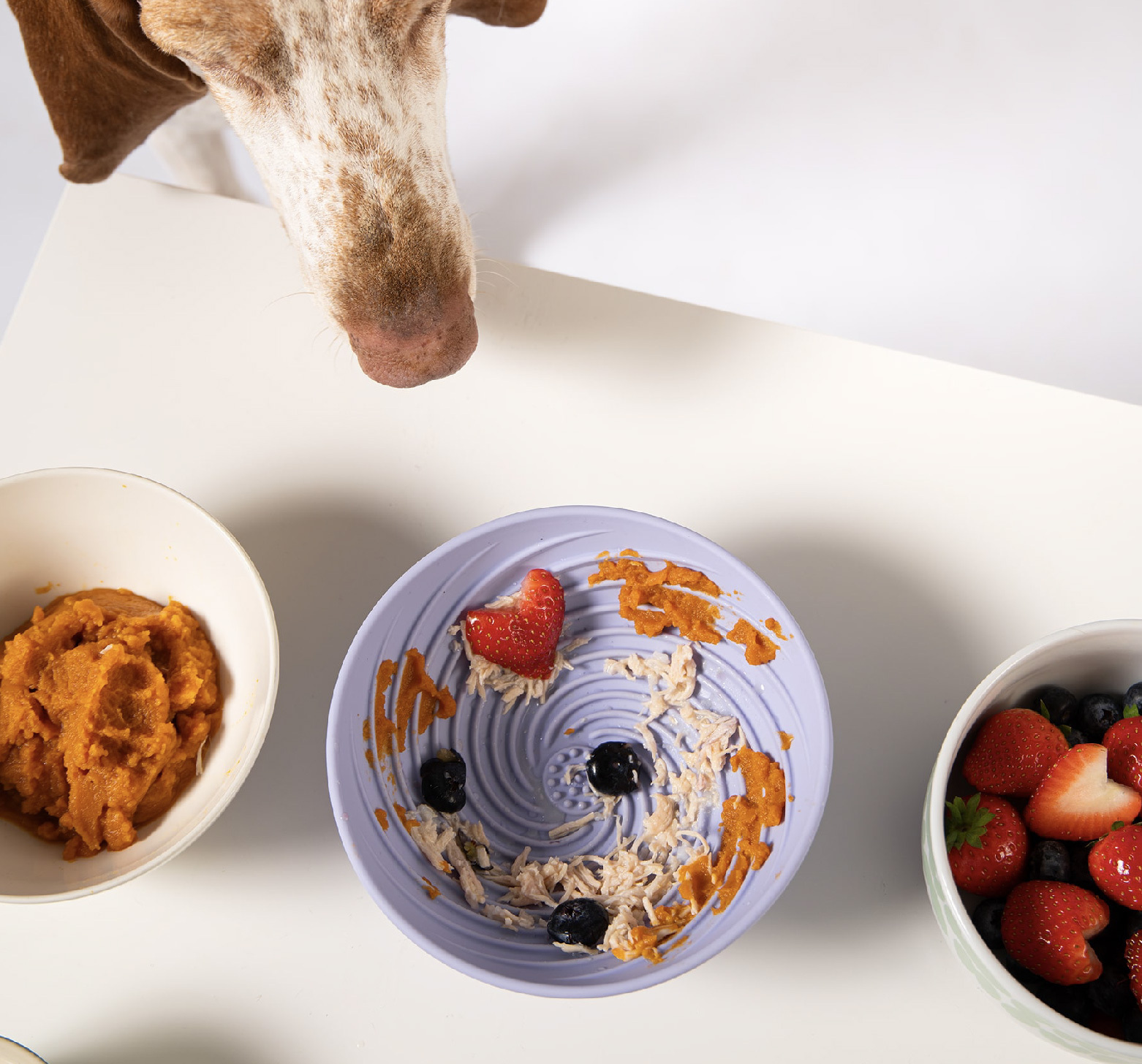 嗅聞舔食訓練,慢食訓練