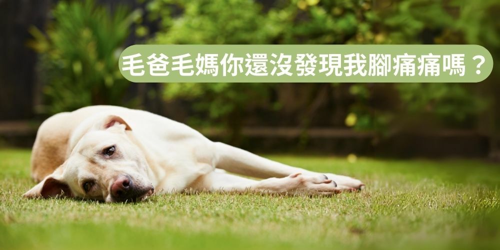 威旺寵物保健專家 狗狗保健 狗狗膝蓋 寵物 狗狗難過的躺在草皮