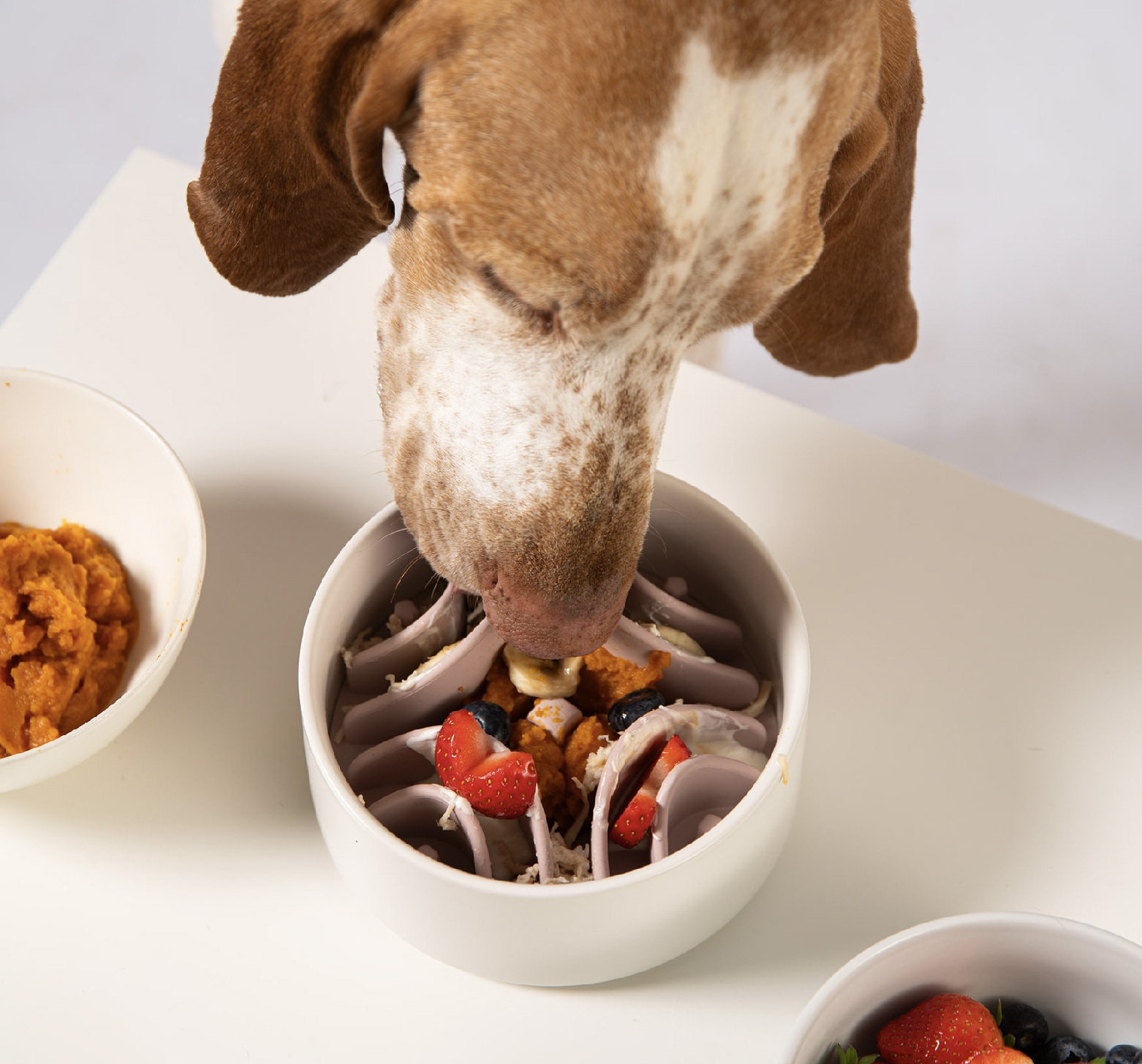 十字深凹槽的狗狗慢食碗可搭配各種飼料、濕食