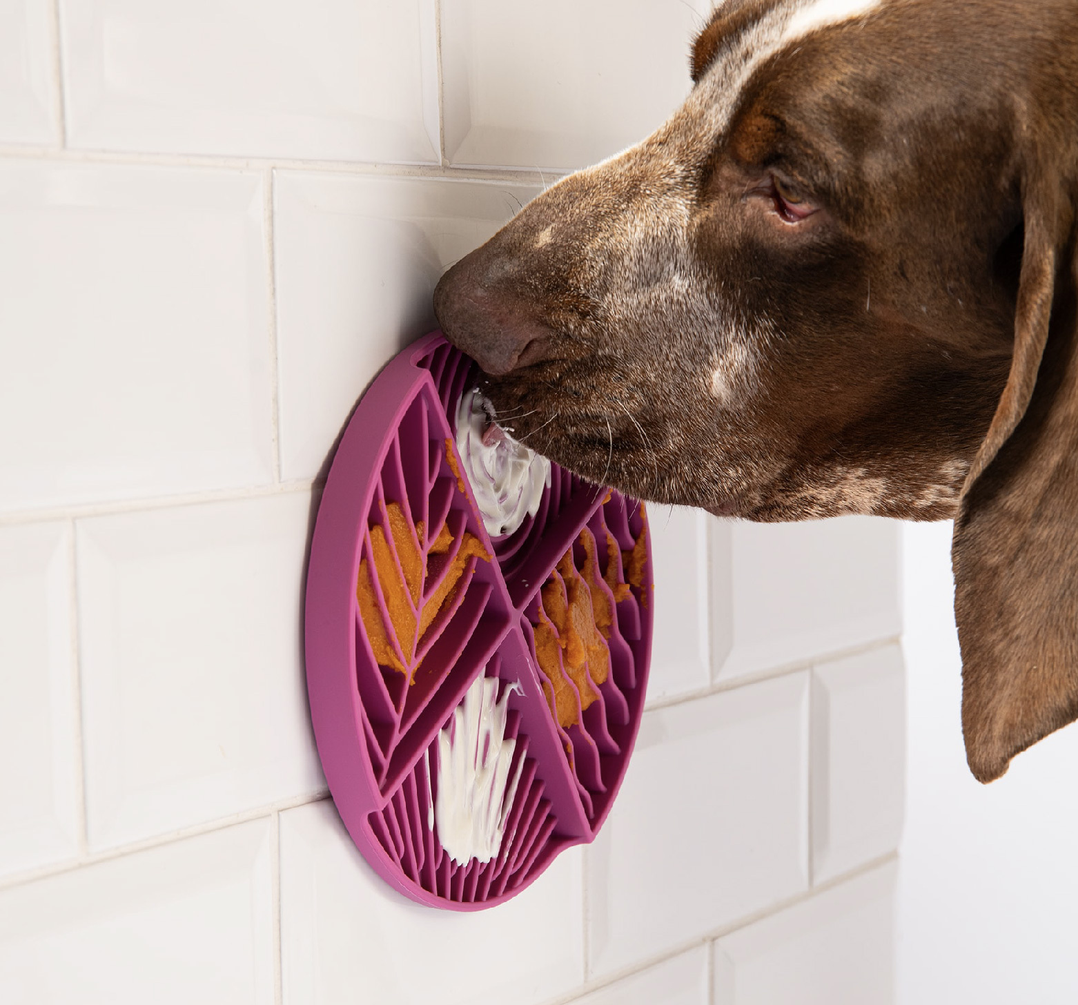 4種觸覺紋理的狗狗慢食碗可搭配各種狗狗食品