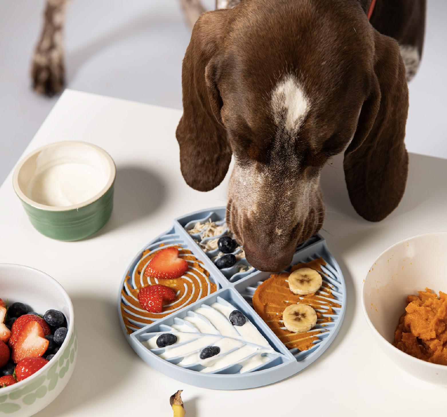 可以將慢食碗固定在地面或牆面上,不同角度可供寵物慢食舔食訓練使用