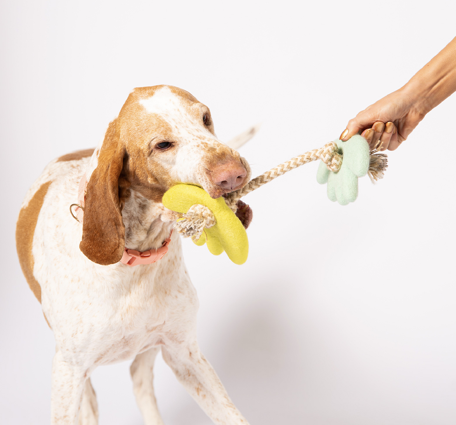 拔河狗狗羊毛氈拉扯玩具推薦