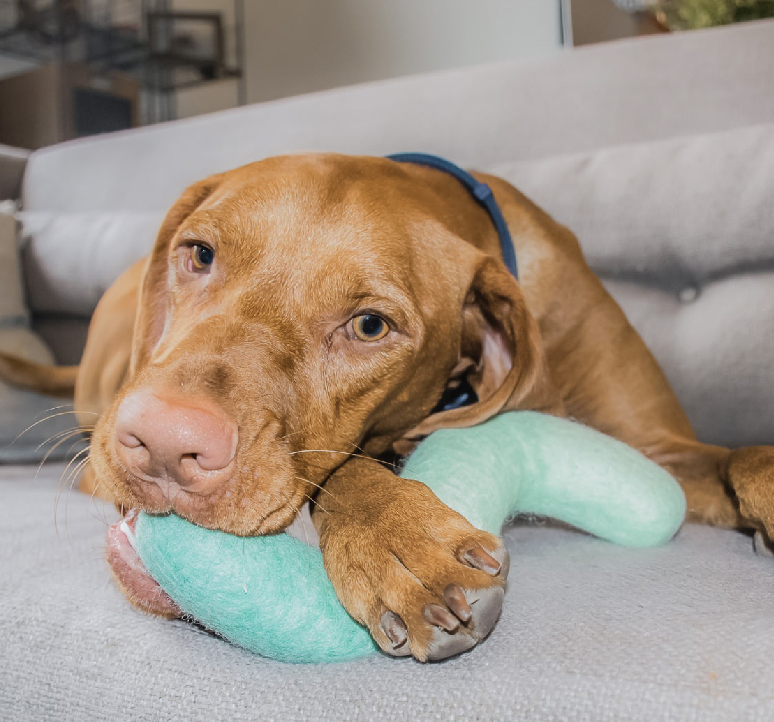 耐咬狗狗羊毛氈玩具推薦