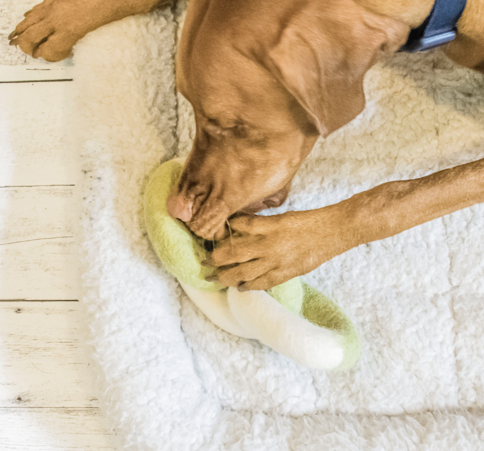 寵物羊毛氈拉扯玩具推薦