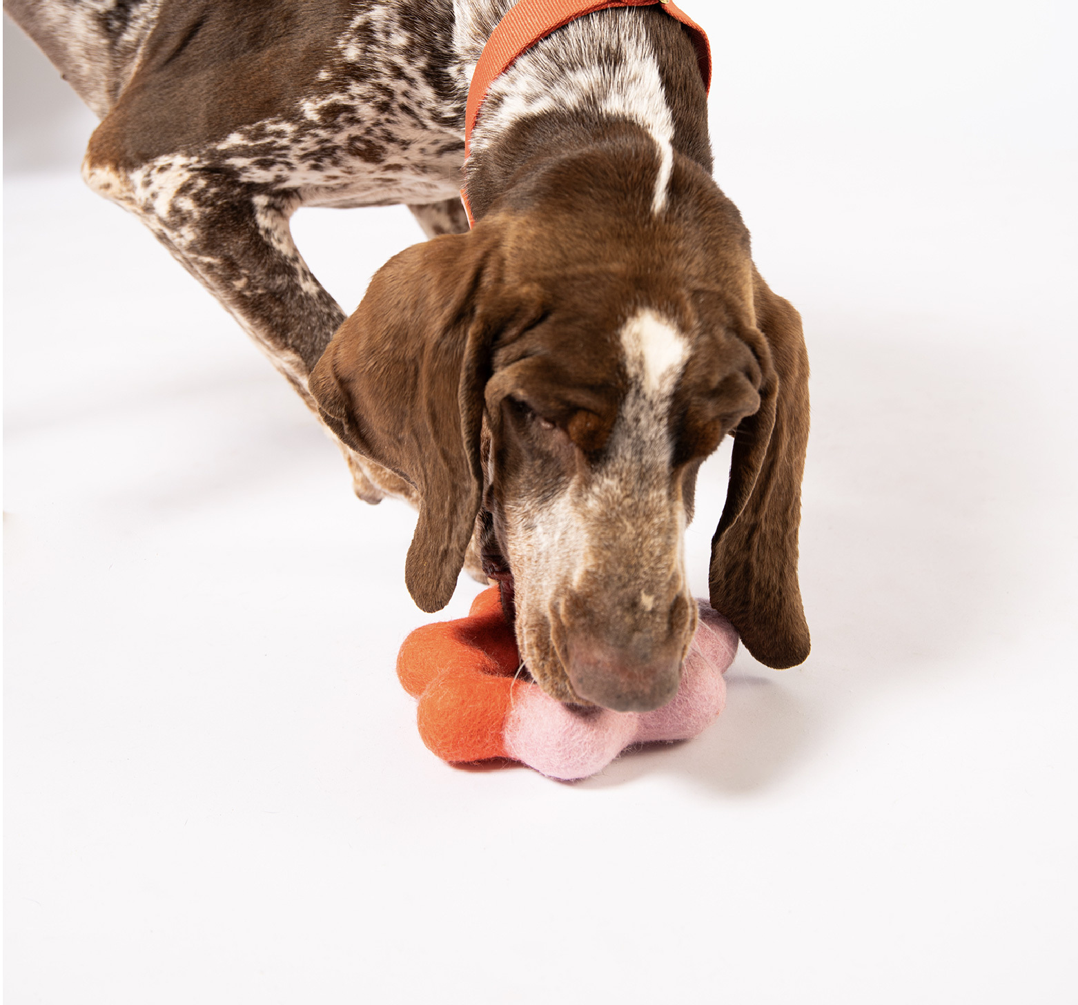 啃咬狗狗羊毛氈玩具推薦