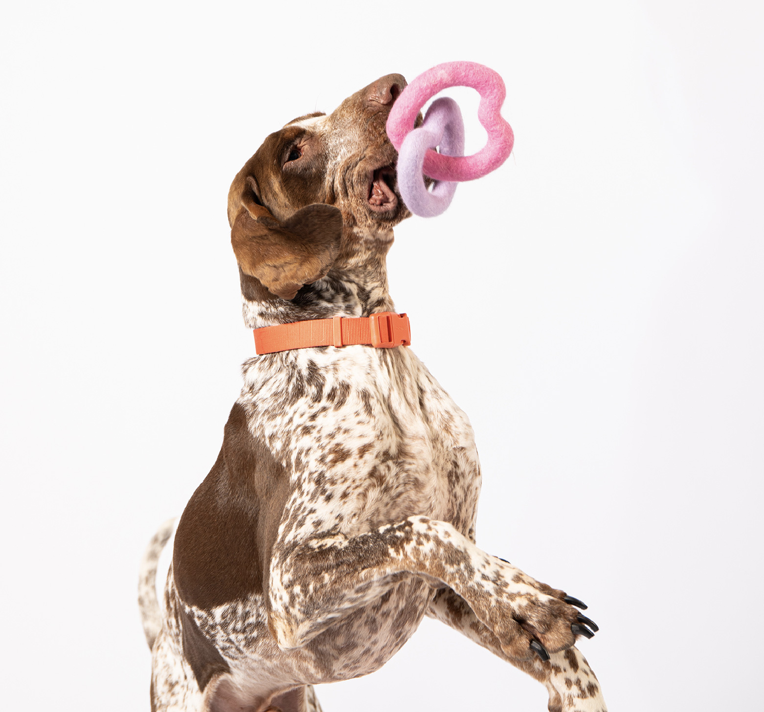 羊毛氈狗狗玩具耐咬推薦