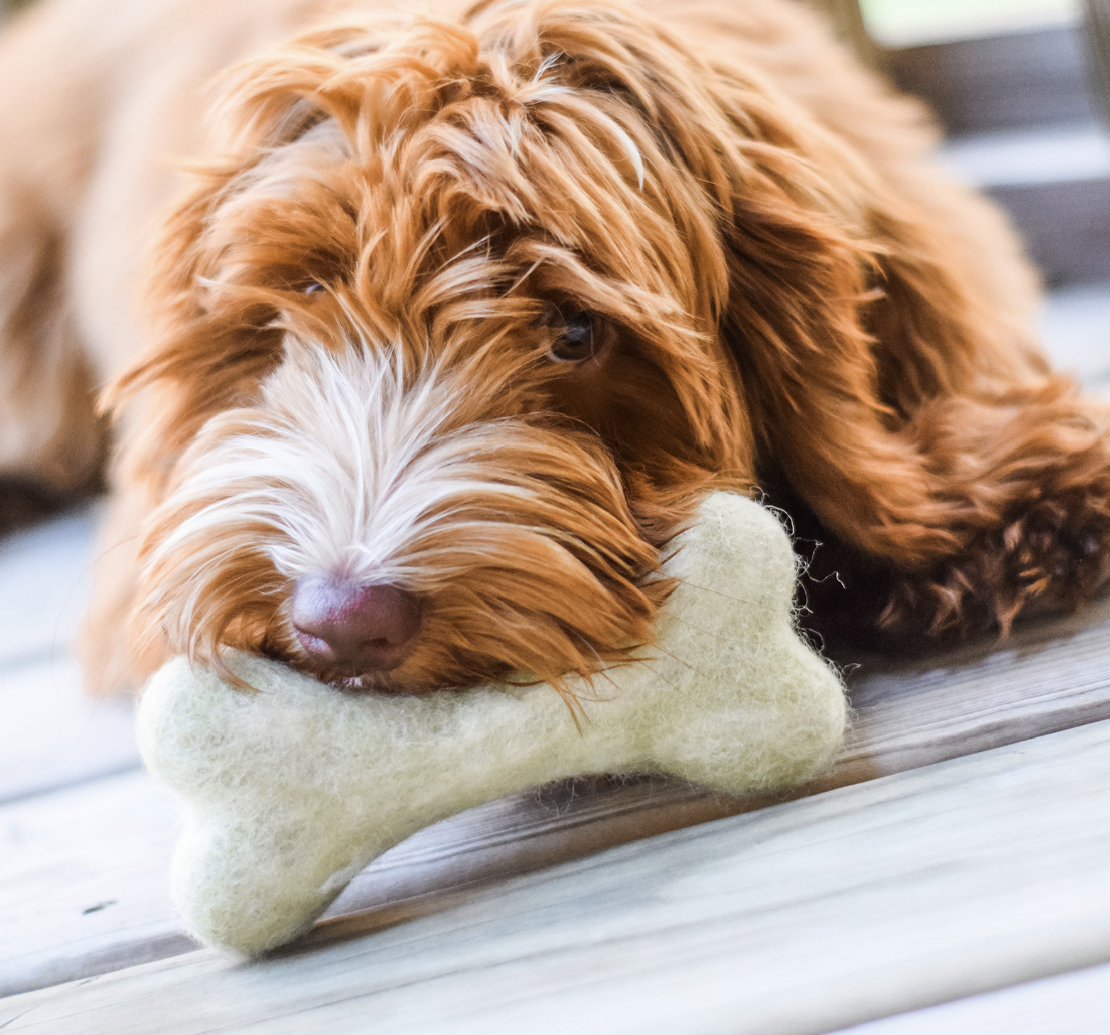 寵物羊毛氈狗狗玩具耐咬推薦