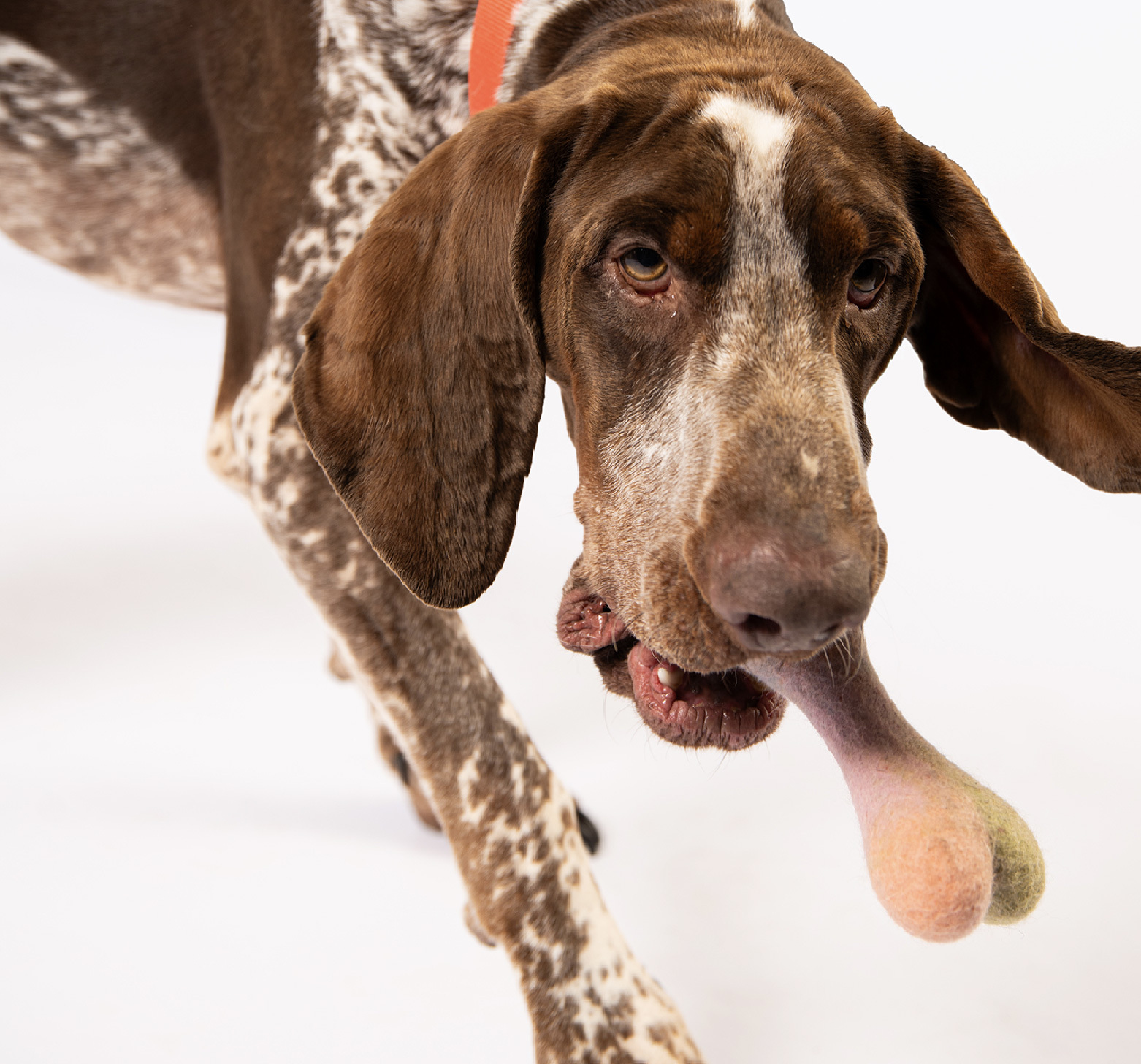 狗狗羊毛氈拔河玩具推薦