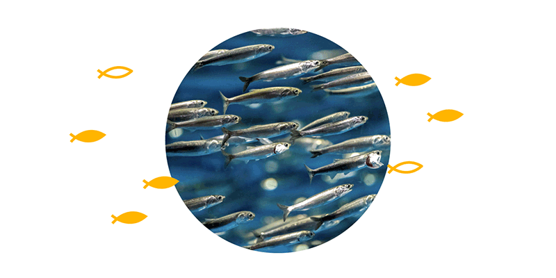 嬌寵魚油值得信賴原因1,足量保證