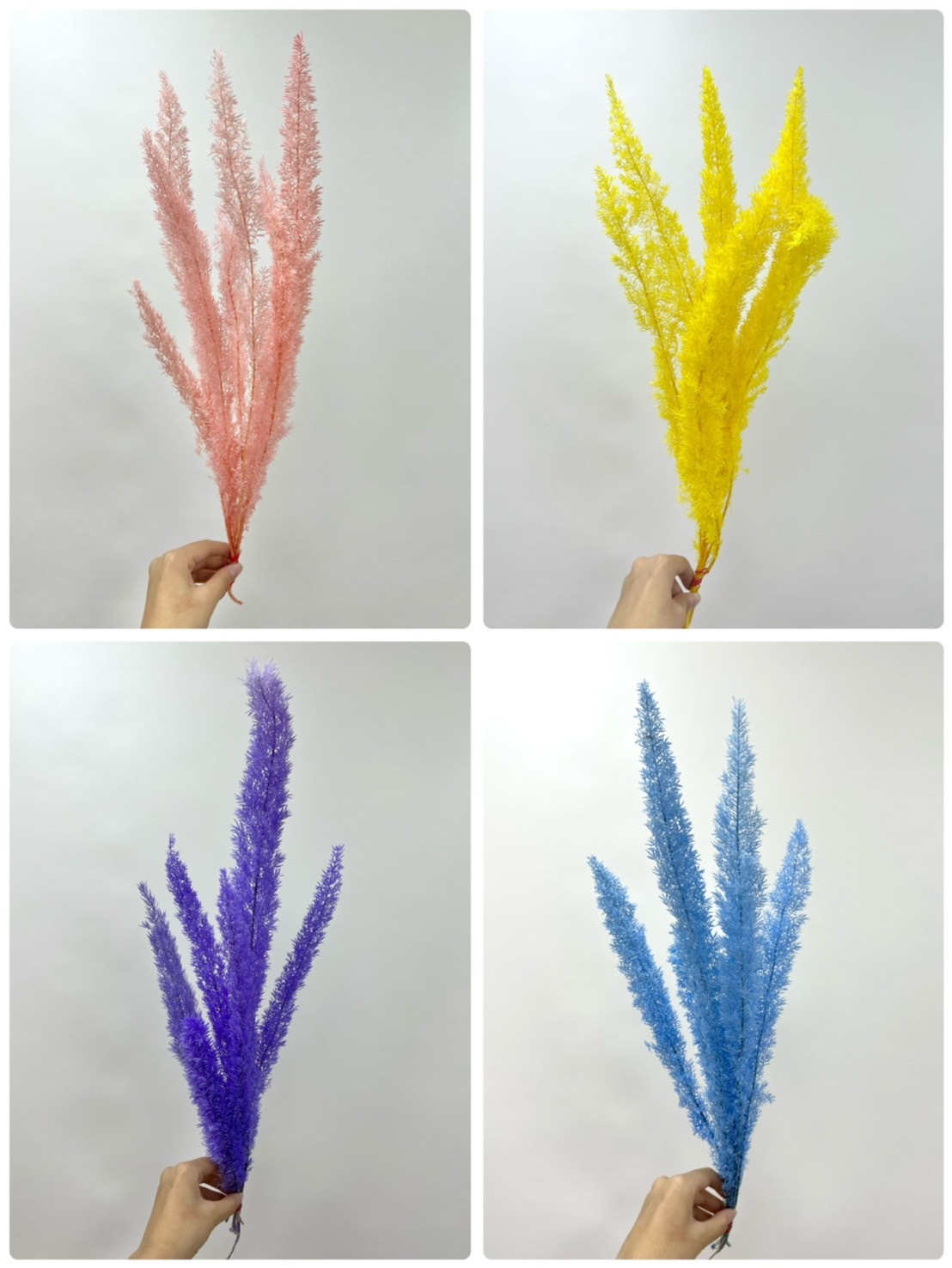 不凋狐尾天門冬