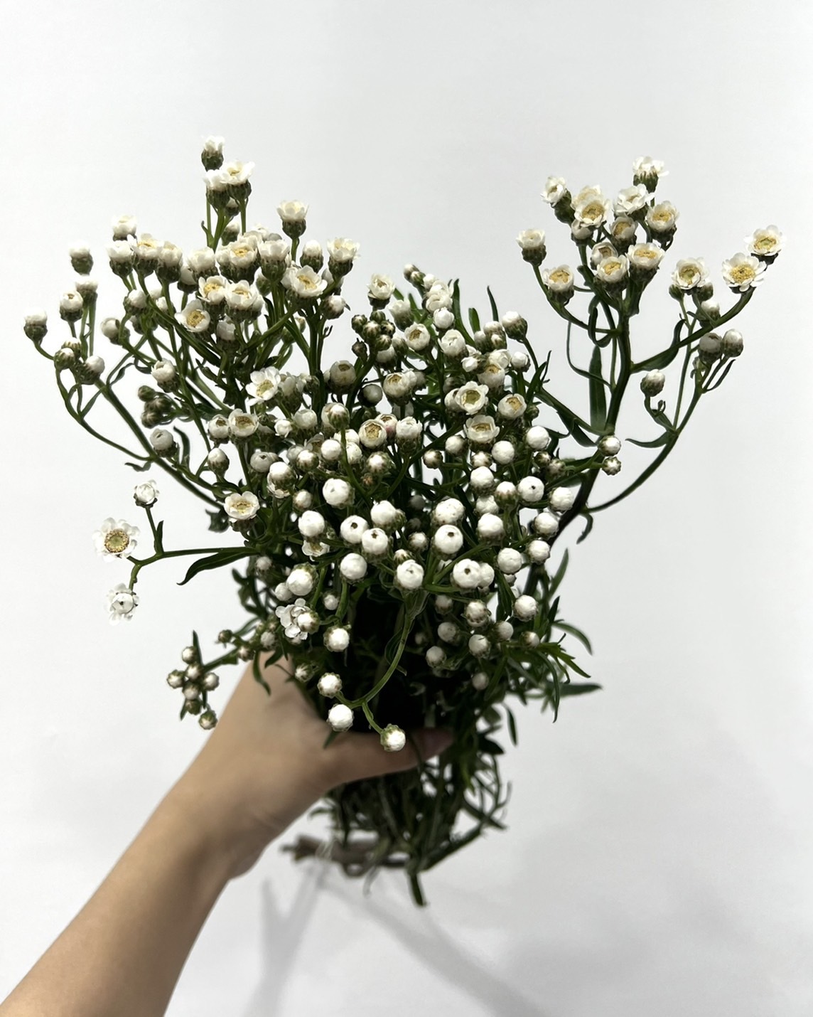 新鮮法國小白梅(乾燥後出貨)