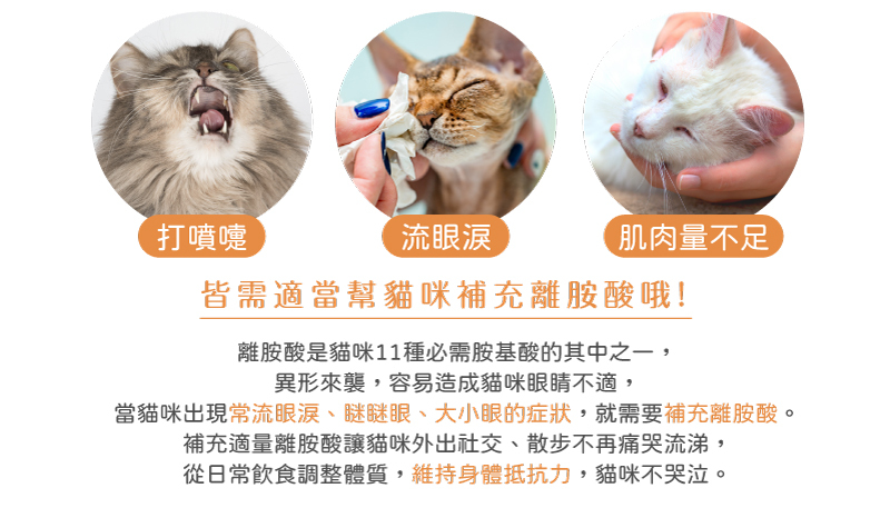 哪些貓咪需要吃離胺酸