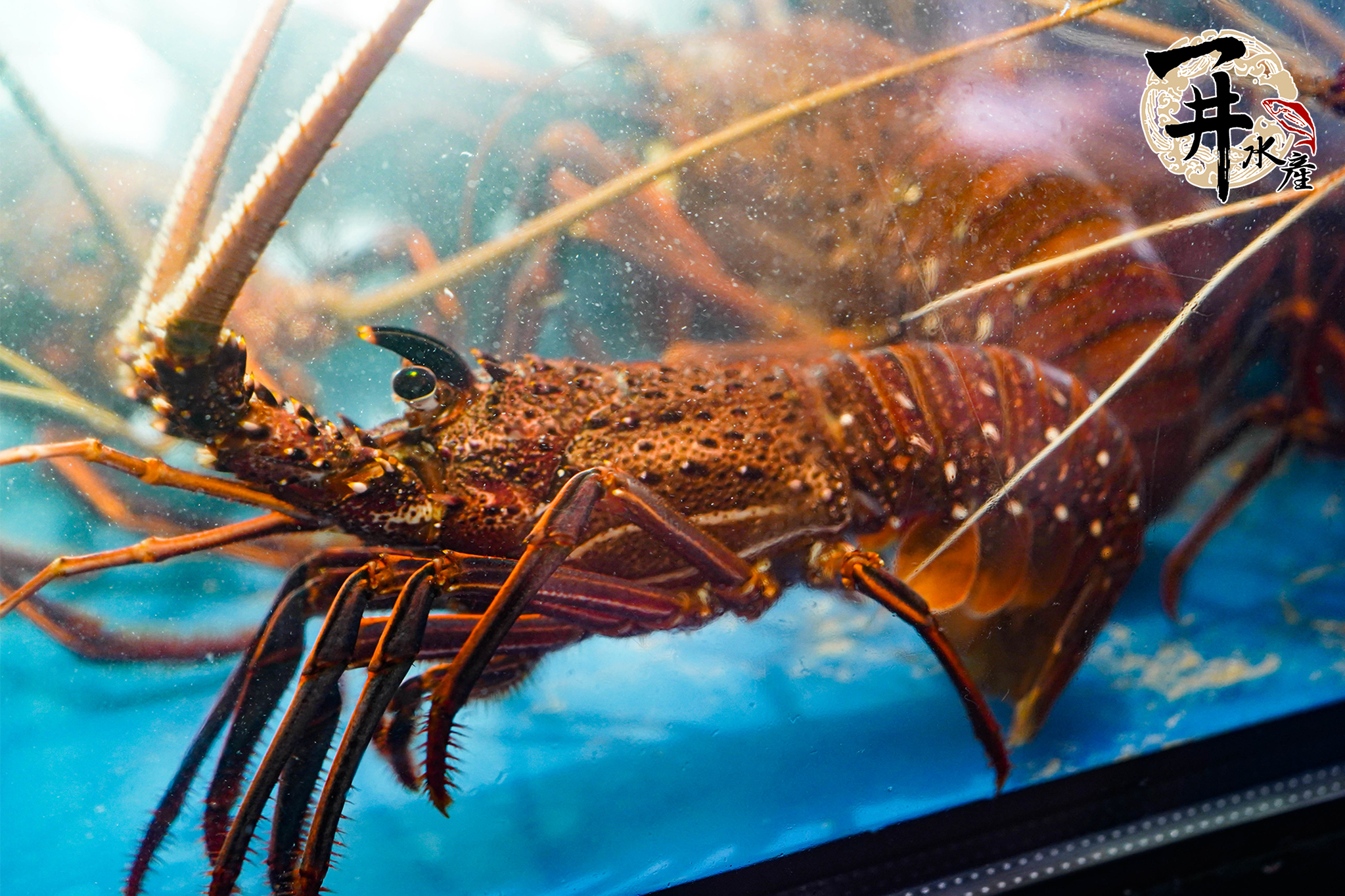 【活體】澳洲水姑娘龍蝦 ⚠️冷藏寄送，請與冷凍商品分開下單⚠️