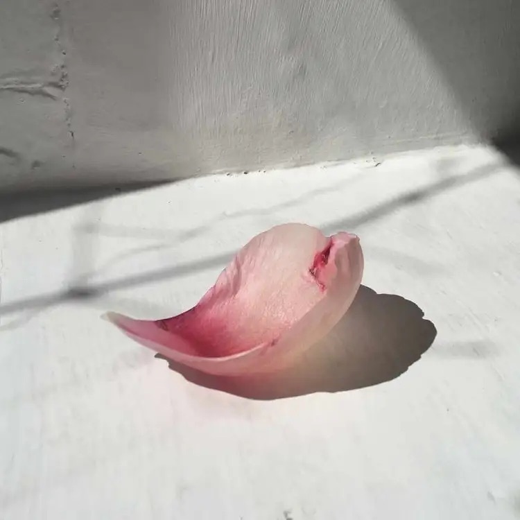 Miller Harris 玫瑰晨語淡香精 50ml