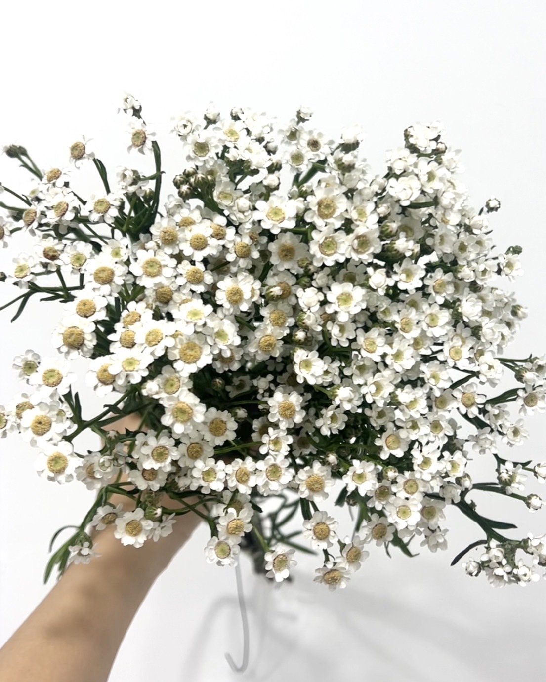 新鮮法國小白梅(乾燥後出貨)