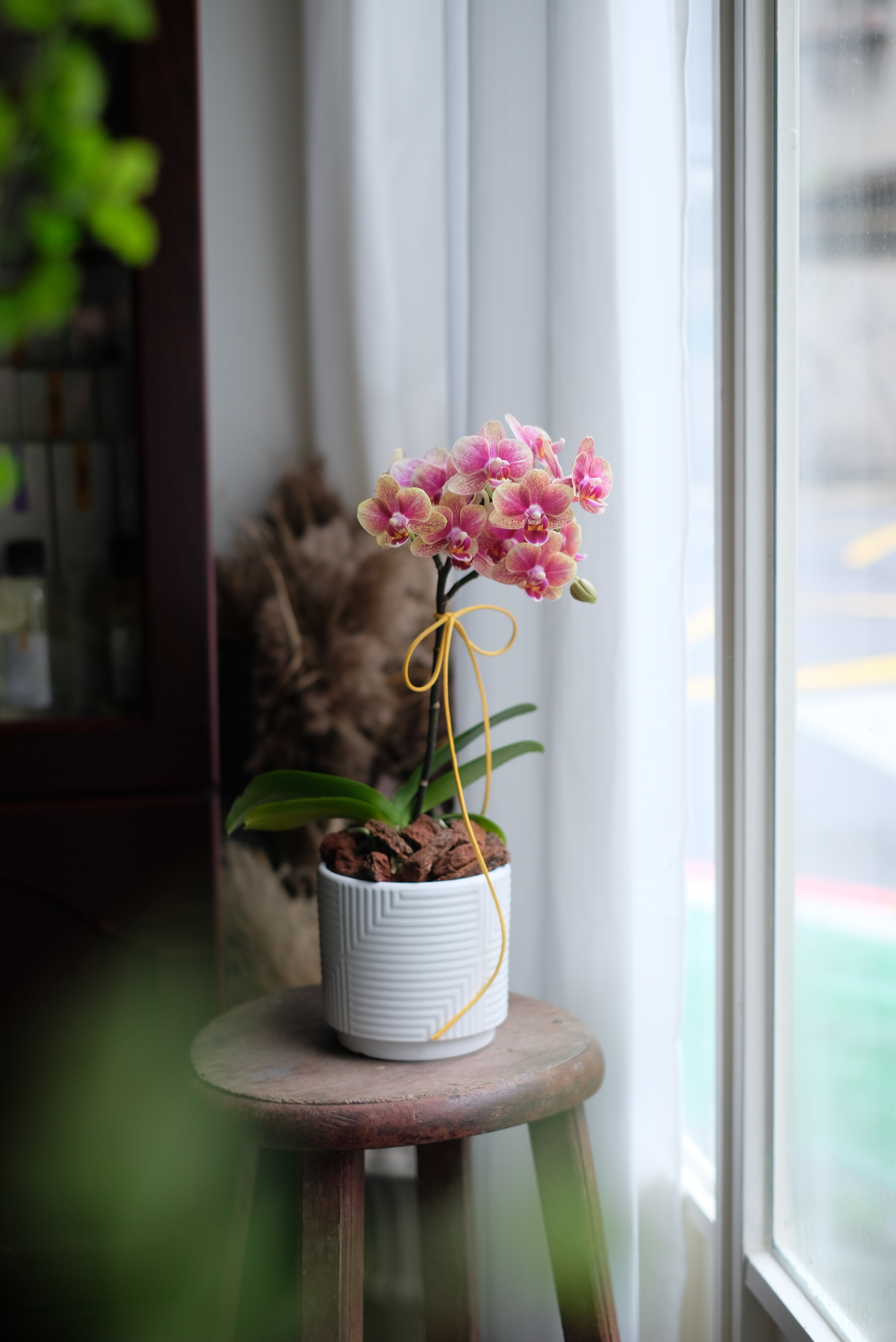 夏日檬檬－蘭花盆花