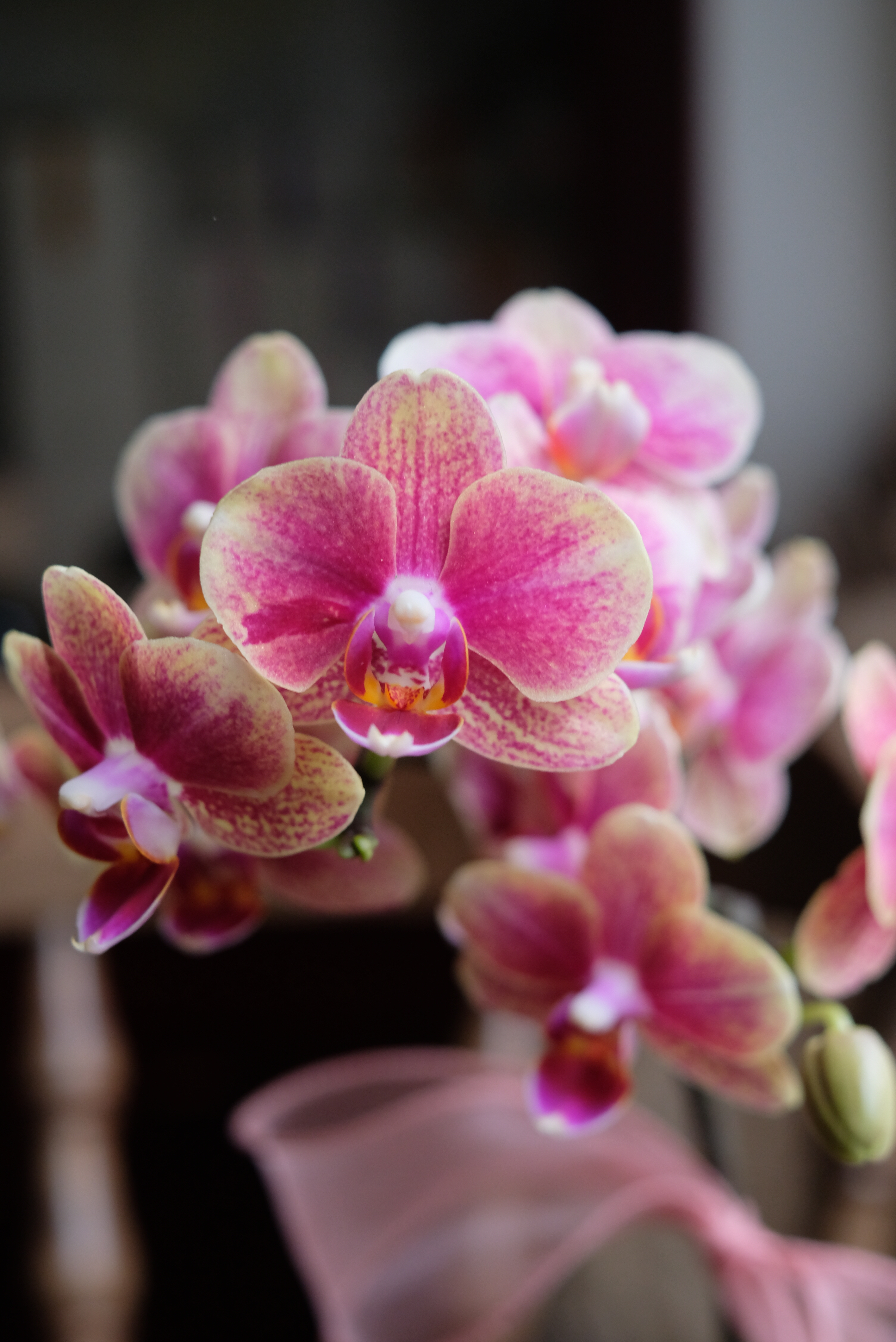 夏日檬檬－蘭花盆花