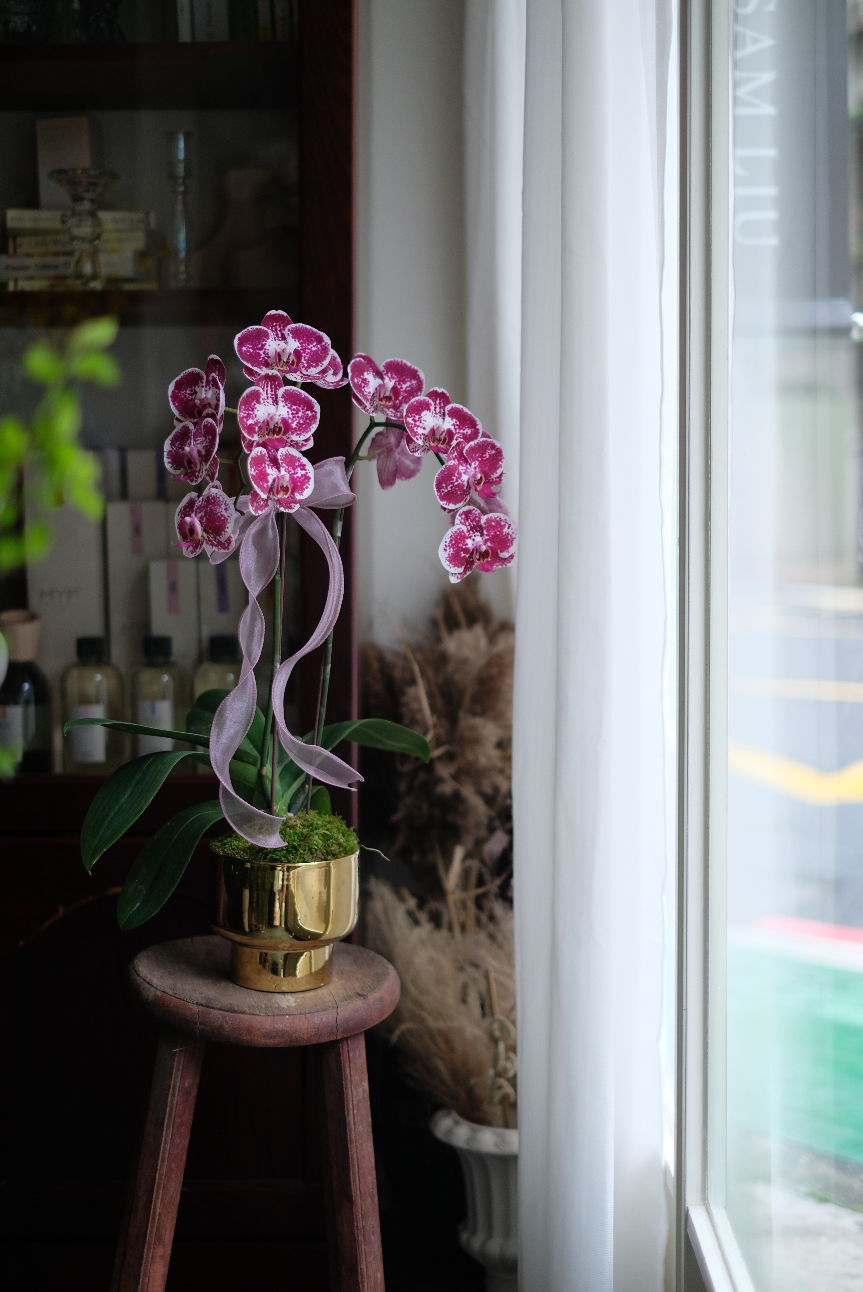 璀璨寶石－蘭花盆花