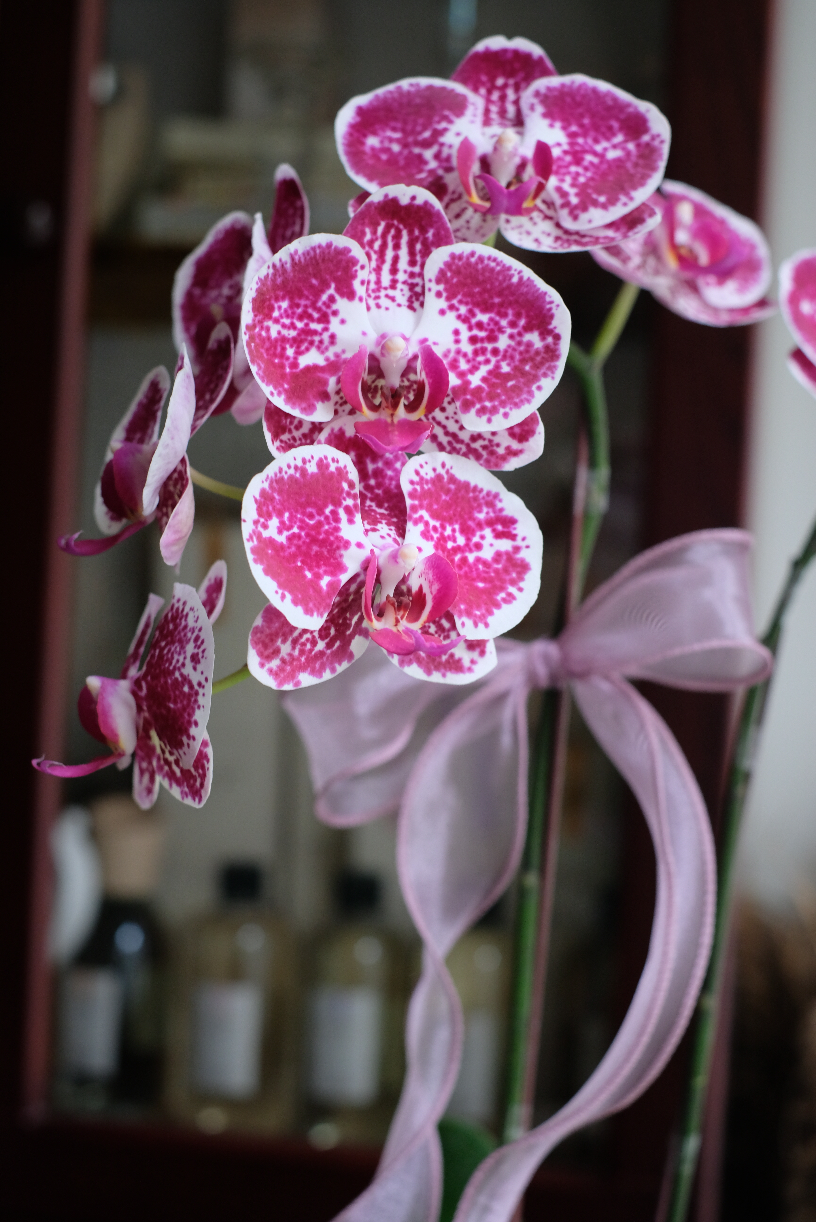 璀璨寶石－蘭花盆花