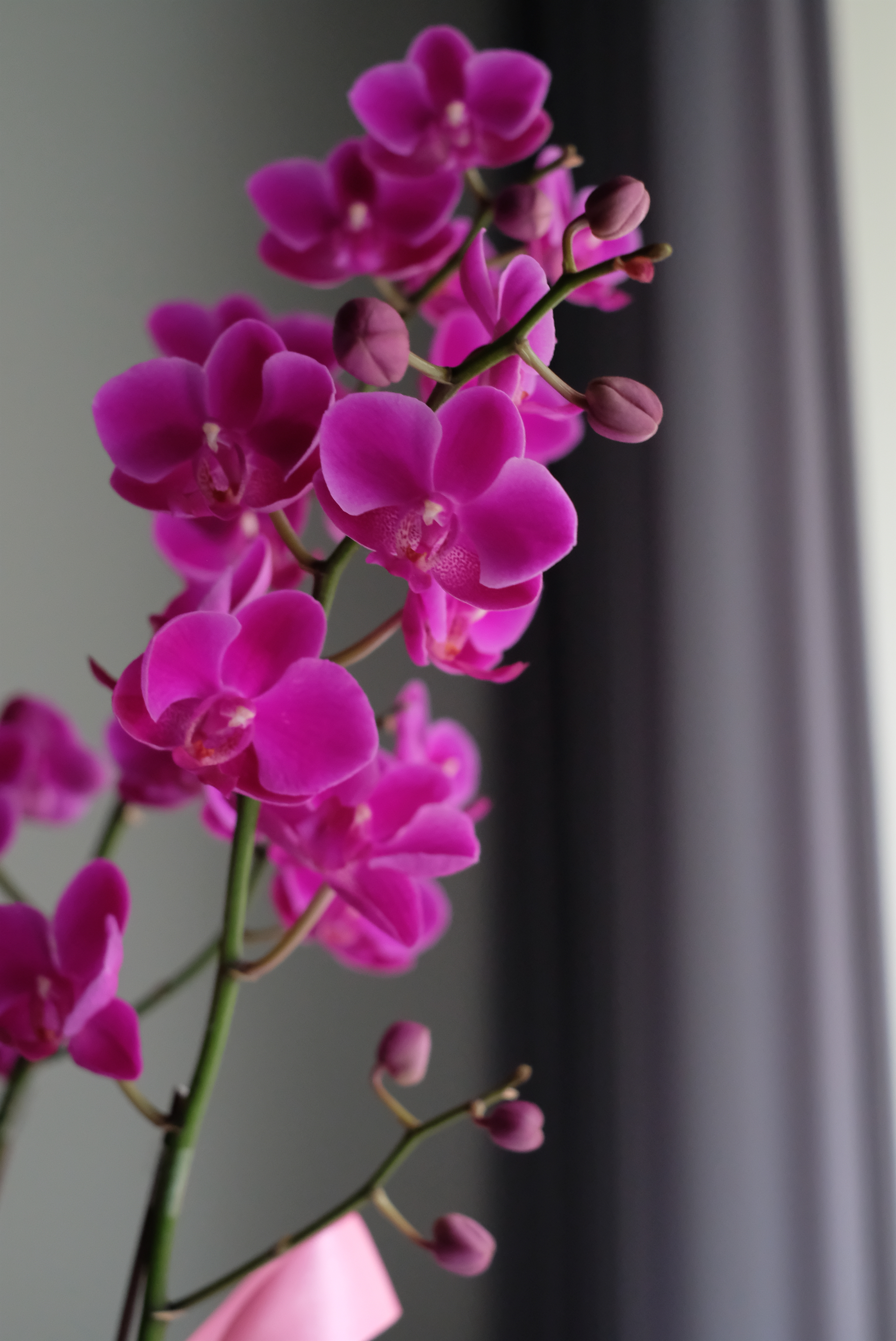 紫艷法蘭絨 M－蘭花盆花