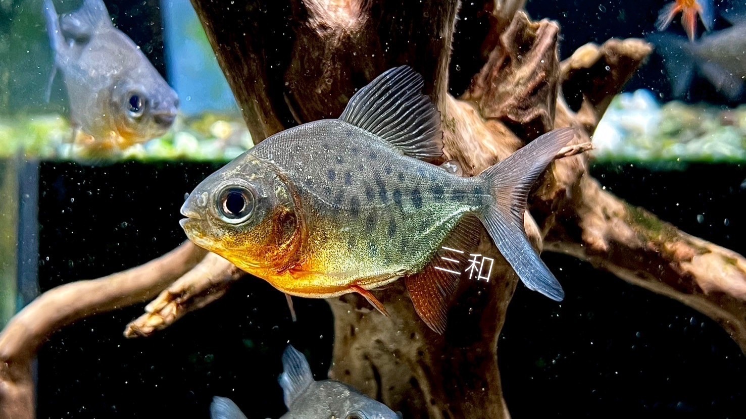 紅腹銀板, image size:1477x830