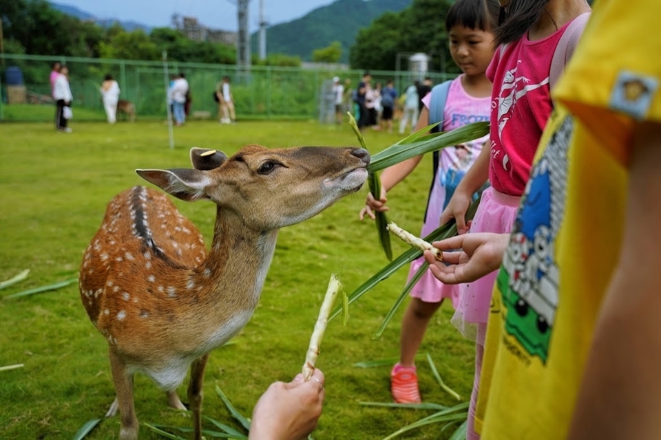 逐鹿部落也是十分受歡迎的阿里山景點，可以餵食梅花鹿。