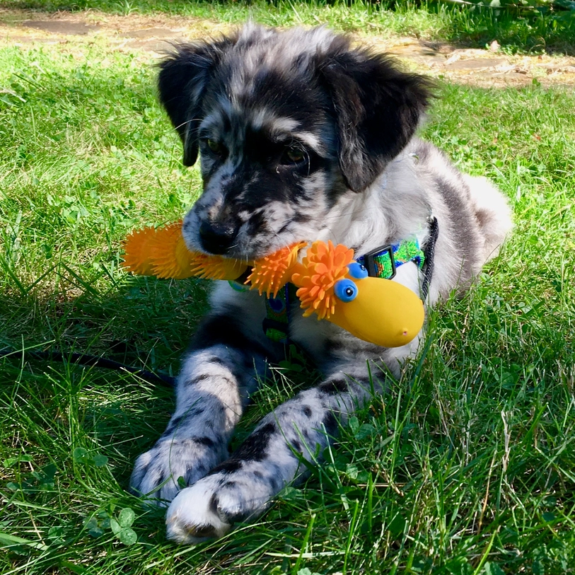 《 Lanco 》天然無毒橡膠玩具【毛毛毛蟲】