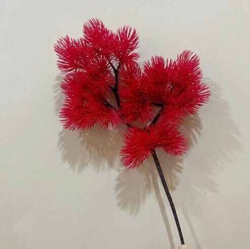 Pinus massoniana conjoined false pine branches [red]