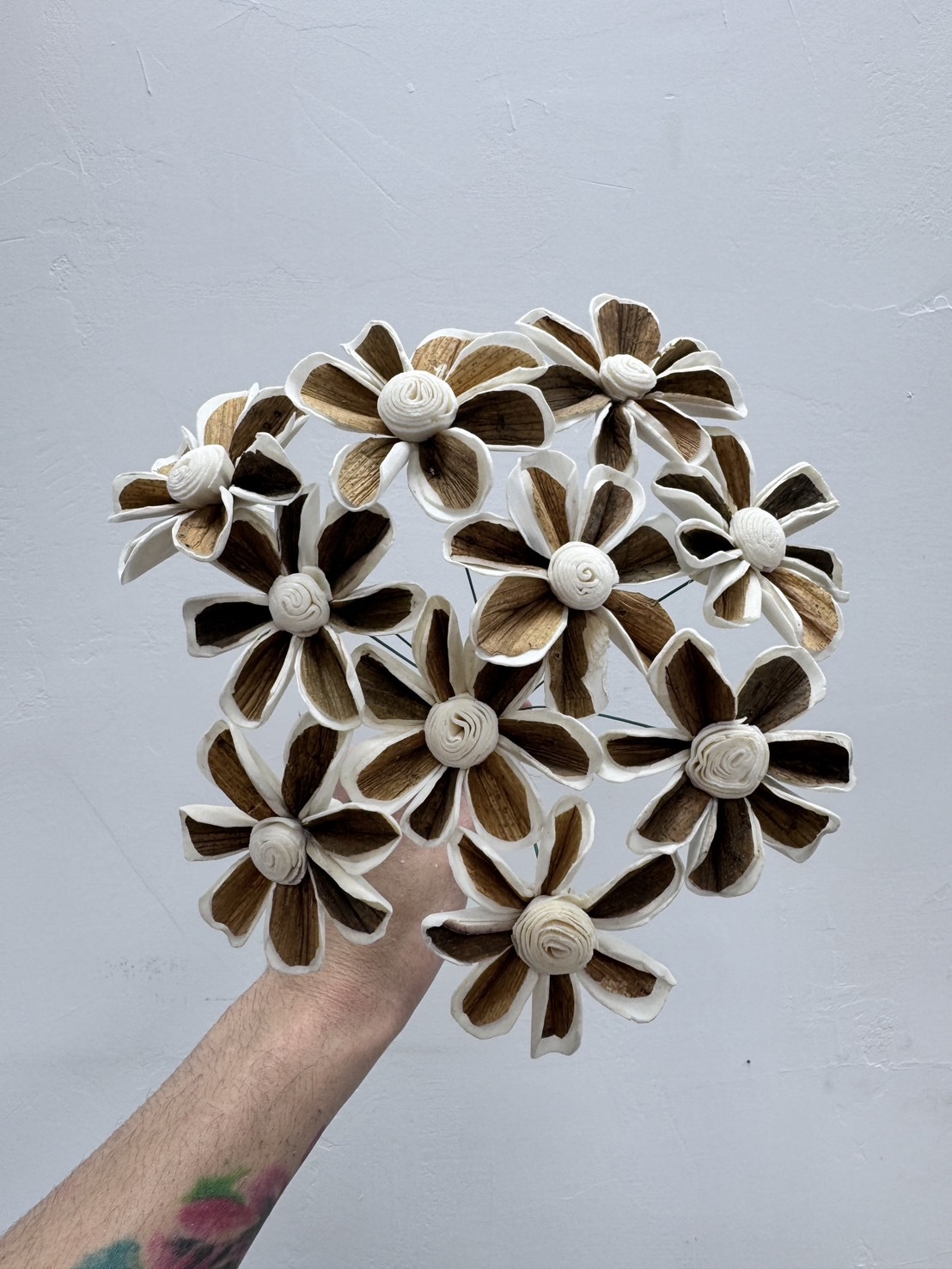 非洲小雛菊 6CM <10支一把>