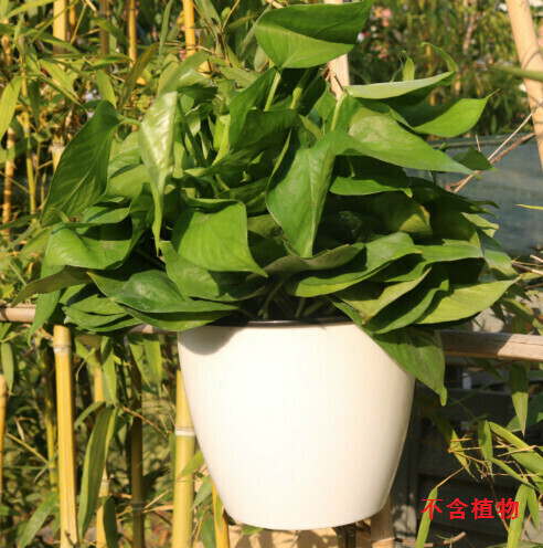 Wall-mounted automatic absorbent flower pot [190# white + planting basket + cotton rope + hook]