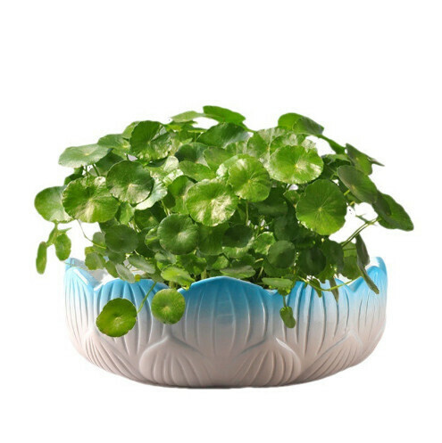 Ceramic Non-Porous Daffodil Flower Pot [MH Non-Porous Lotus-Blue & White 20-22cm]