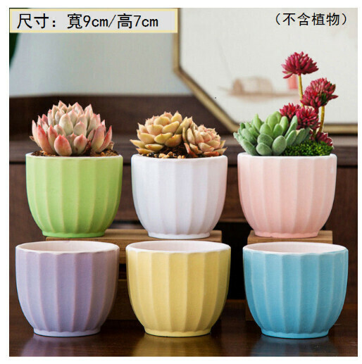 【6pcs】Succulent ceramic flower pot (WW petal flower pot)