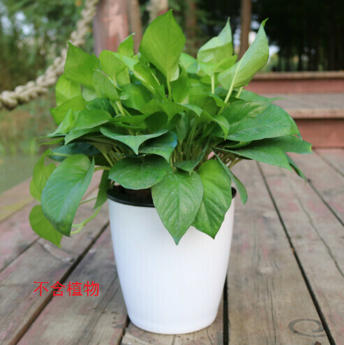 Automatic absorbent plastic flower pot [Gold White and Black M7]