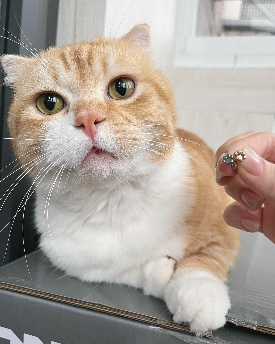 可愛小貓掌鎖珠款🐾