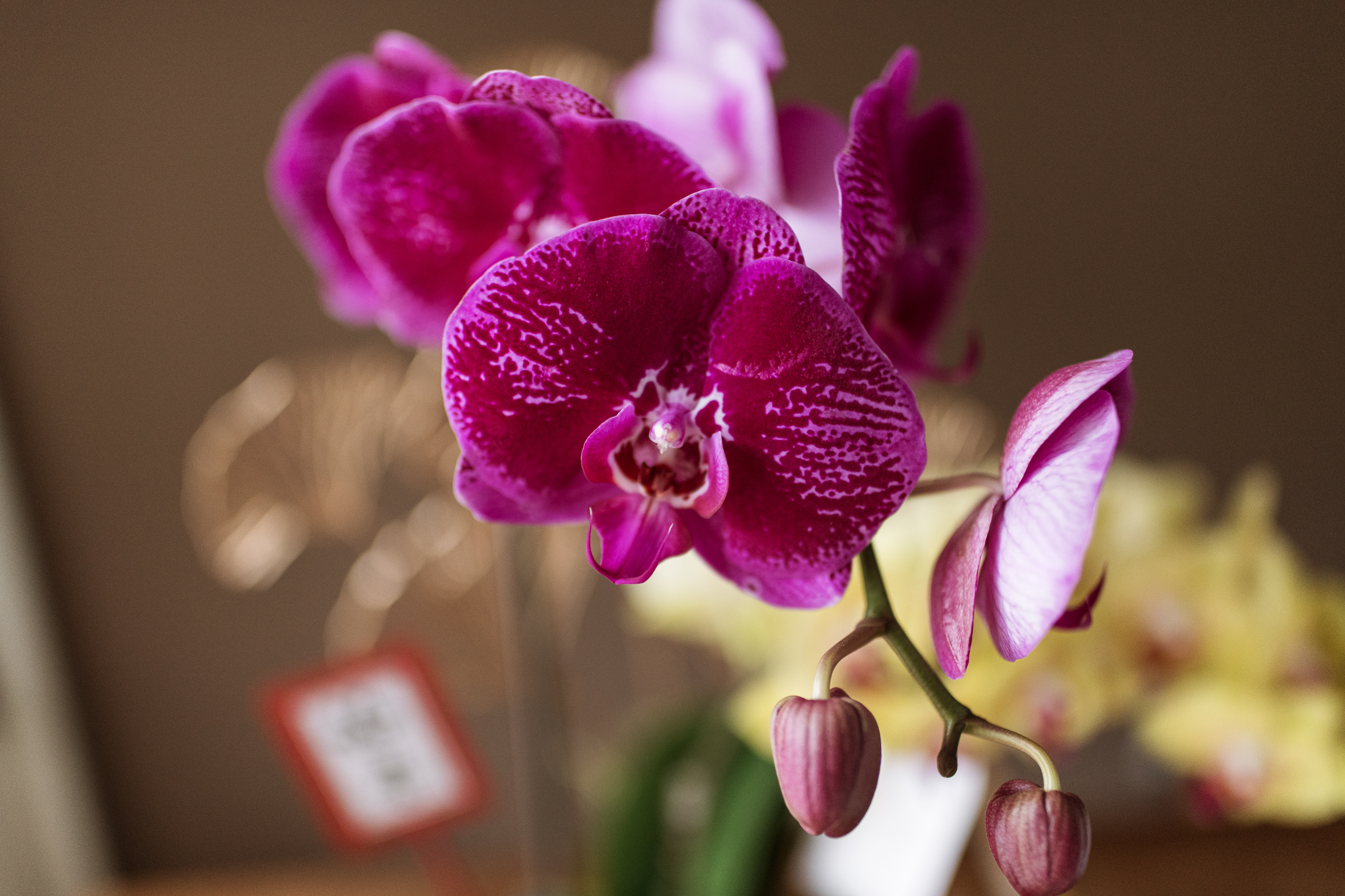 經典蘭花F款 | 桌花