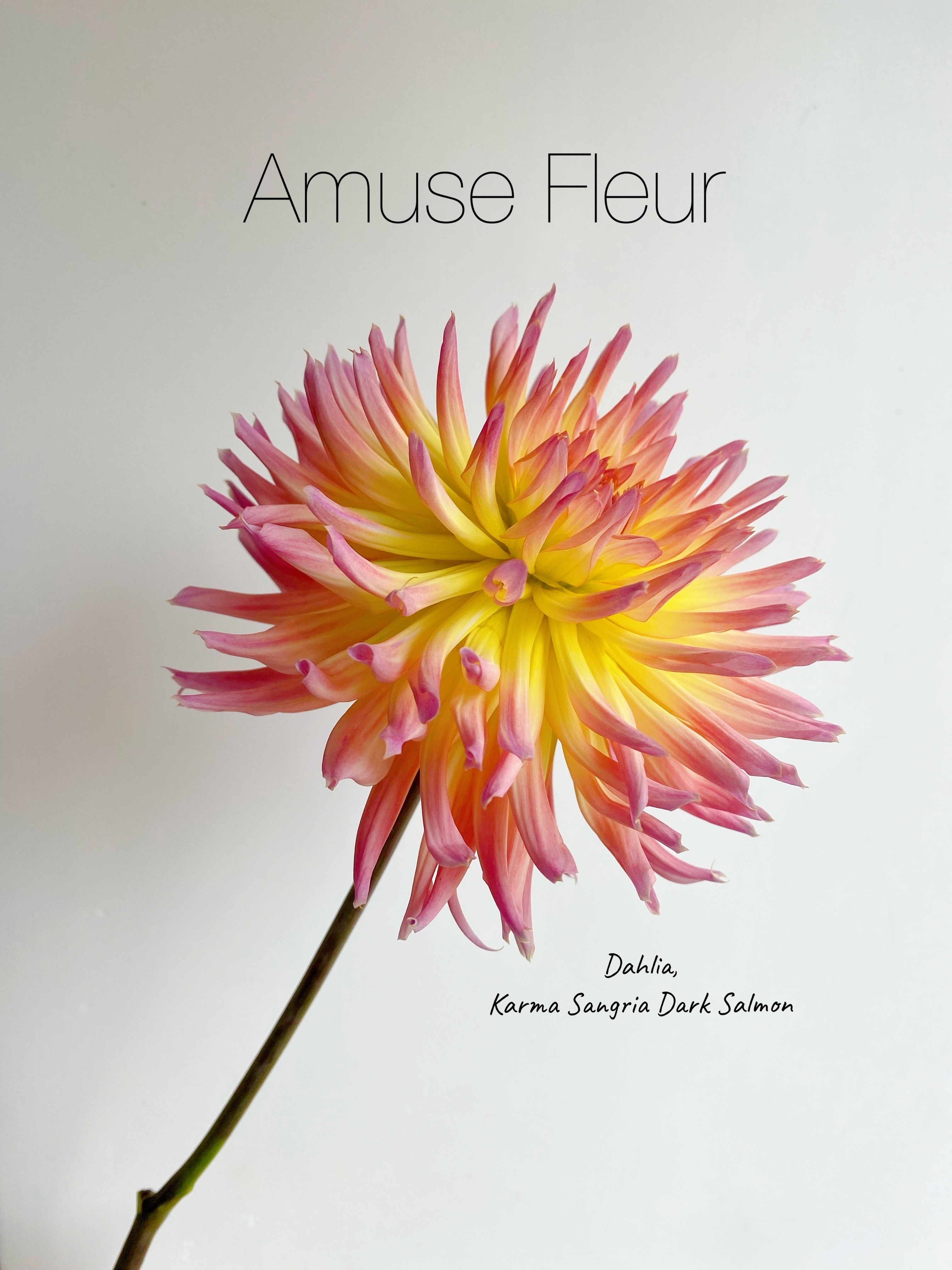 Dahlia Sangria Sorbet