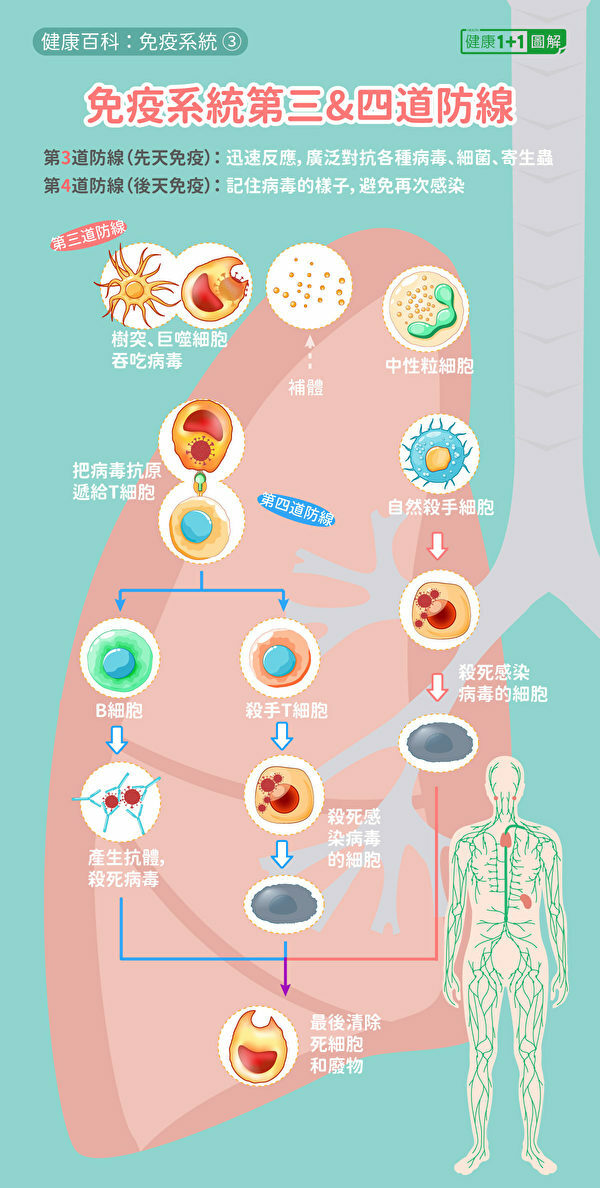 T細胞屬於免疫力第四道防線，負責殺死感染病毒的細胞