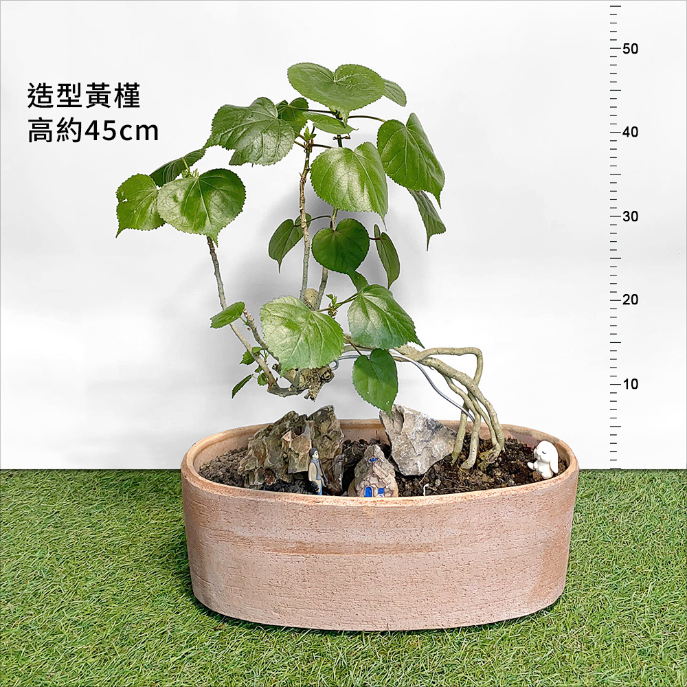 造型黃槿_210820-18