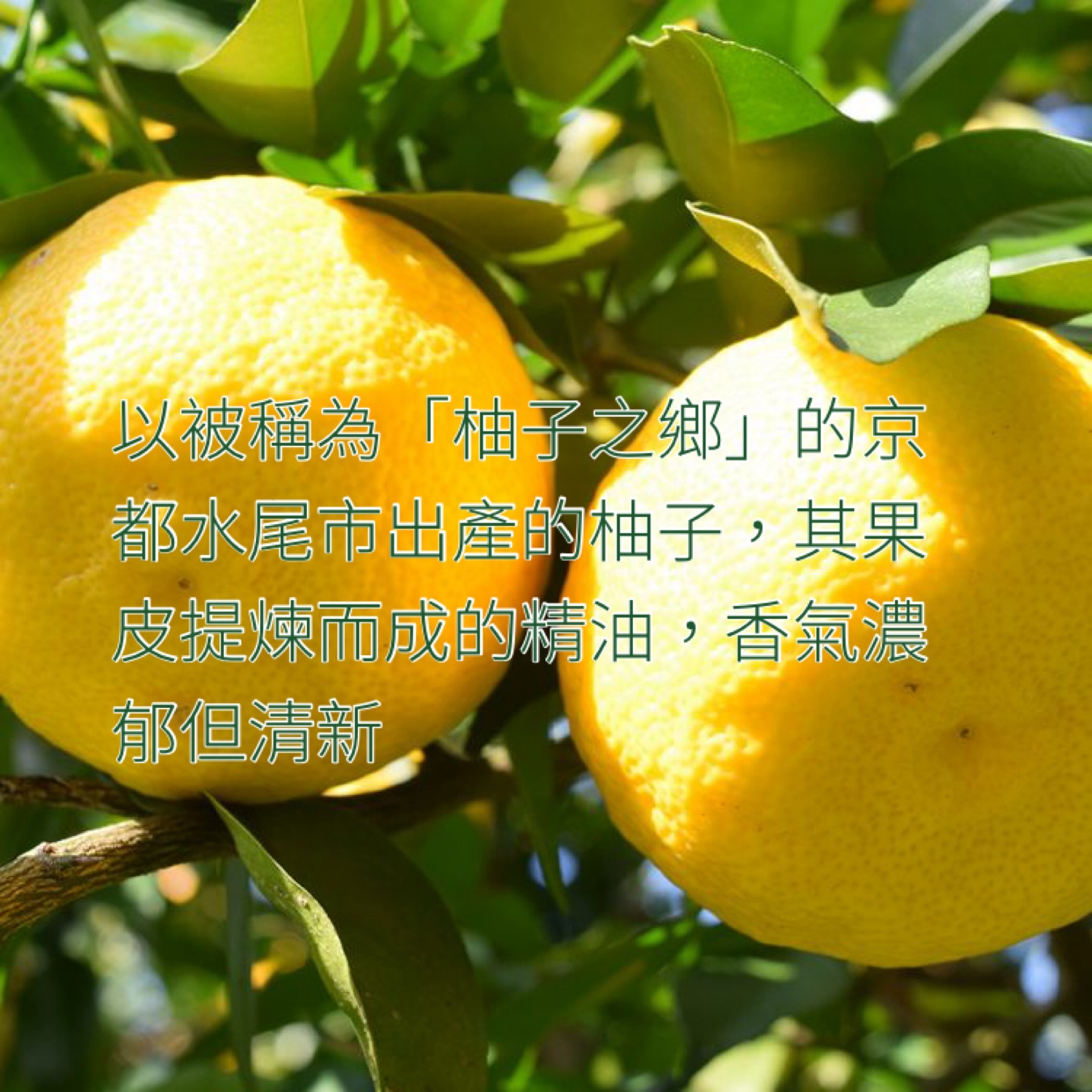 木露 京柚子精油