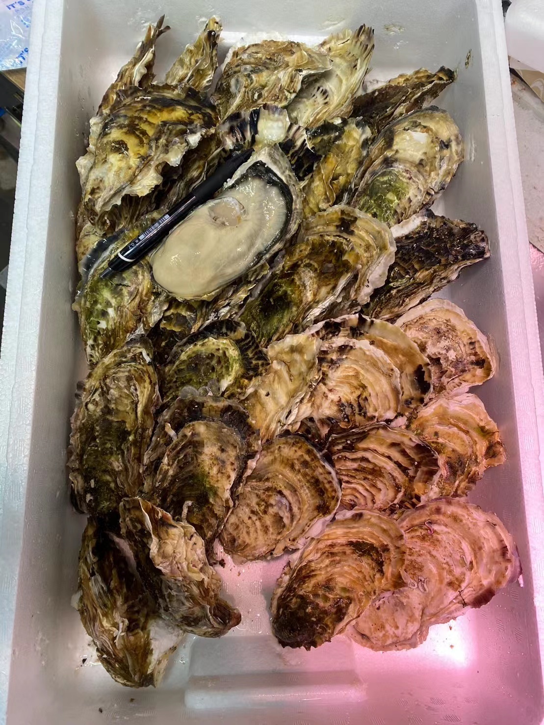 岩手 大船渡 68 牡蠣