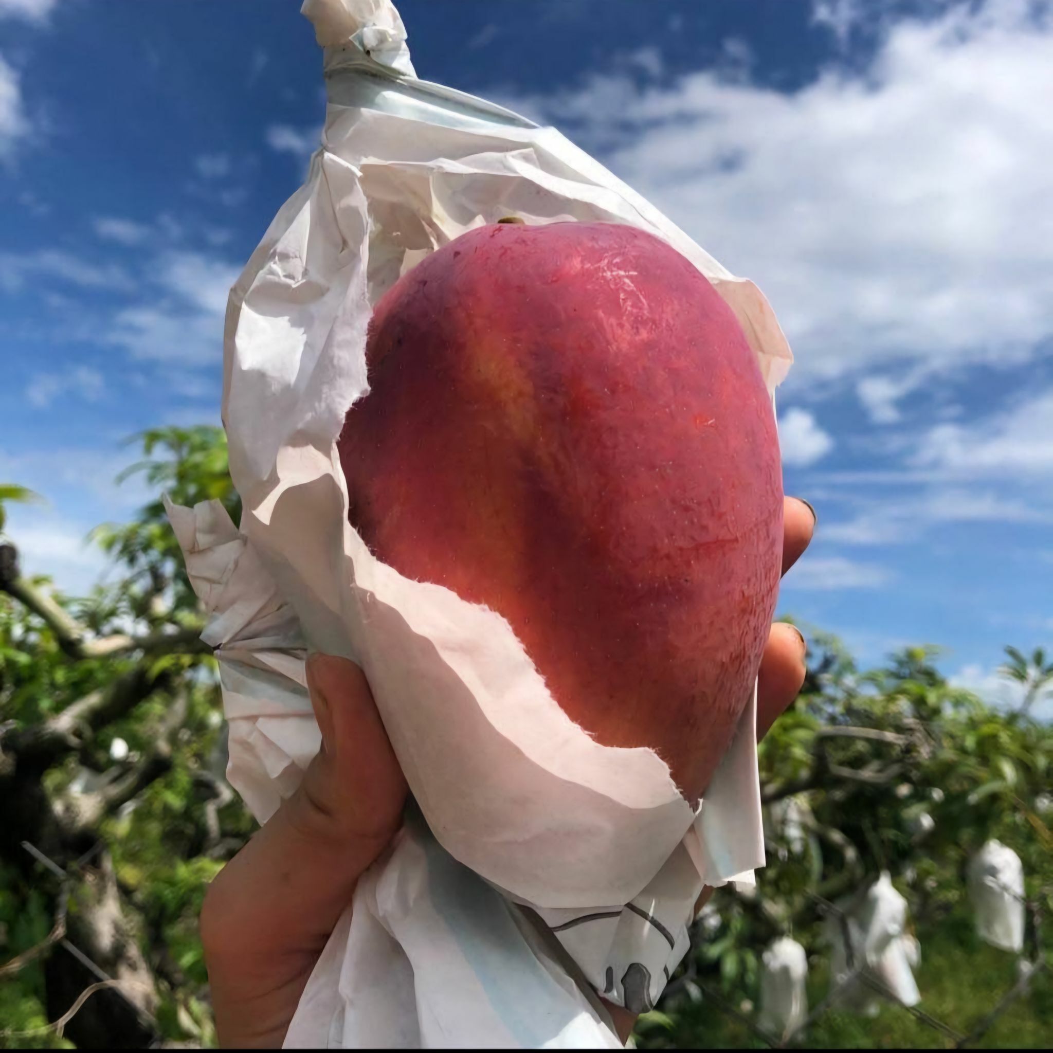 -每年4月下旬~6月限定- 枋山直送超香甜！ 嚴選愛文芒果禮盒🥭在欉黃屏東枋山愛文芒果🥭【每年4月下旬~6月限定，下單後約7~10天出貨】