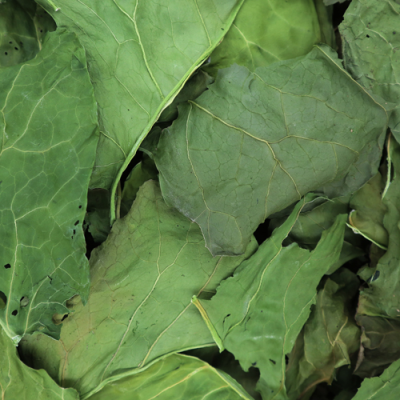 NPF 天然羽衣甘藍 - 12g