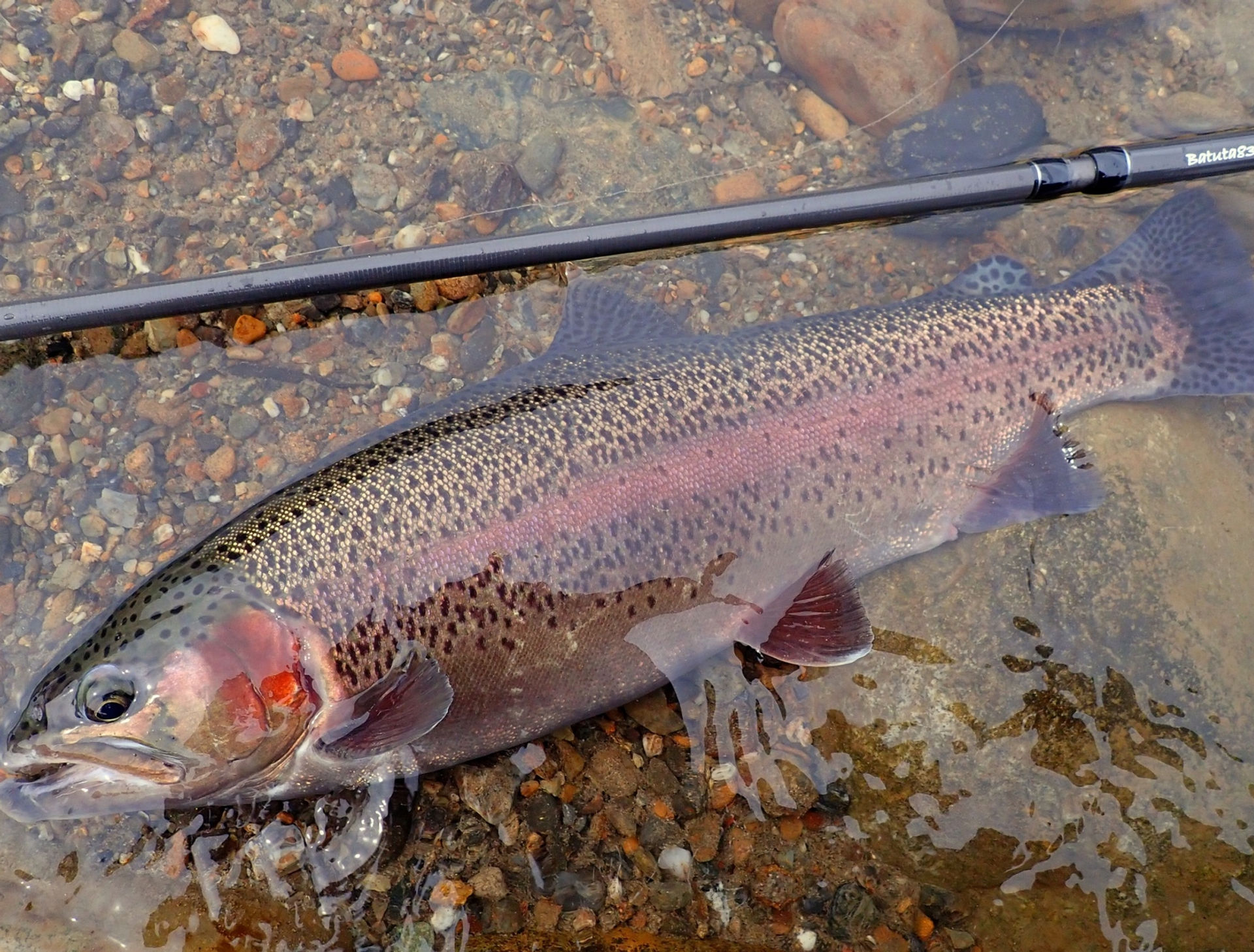 Transcendence BATUTA80S+