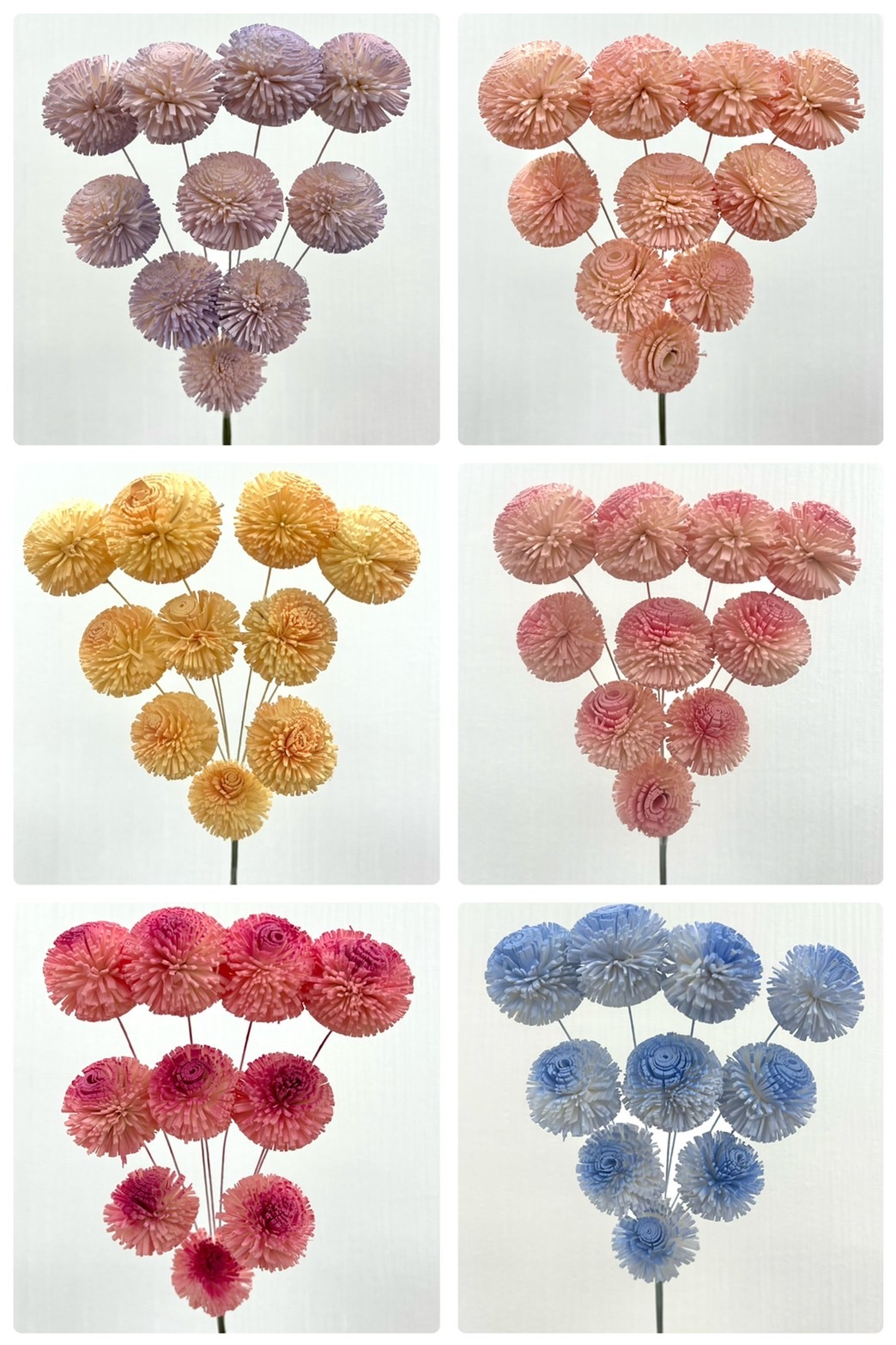 印度索拉花 乒乓菊(3公分)